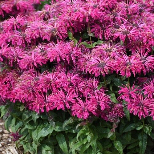 Green River 100 Razzleberry Bee Balm Seeds Premium Perennial Flower Seeds for Pollinator Gardens & Cut Flowers Drought-Tolerant Deer Resistant Fragrant Purple Blooms Ideal for Outdoor Gardening Containers & Wildlife Habitats