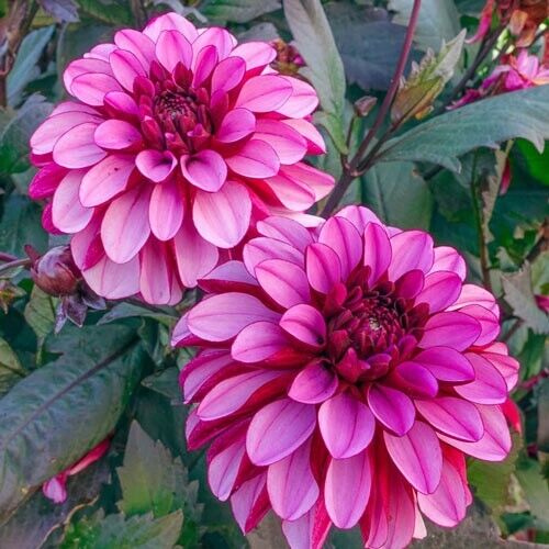 Green River Melissa Ann Dahlia Perennial Flowers Seeds – 25 Premium Dahlia Flower Seeds for Bouquets, Borders & Pots – Vibrant Summer Blooms with green Foliage – Full Sun Cottage Garden & Pollinator-Friendly Premium Seed Pack