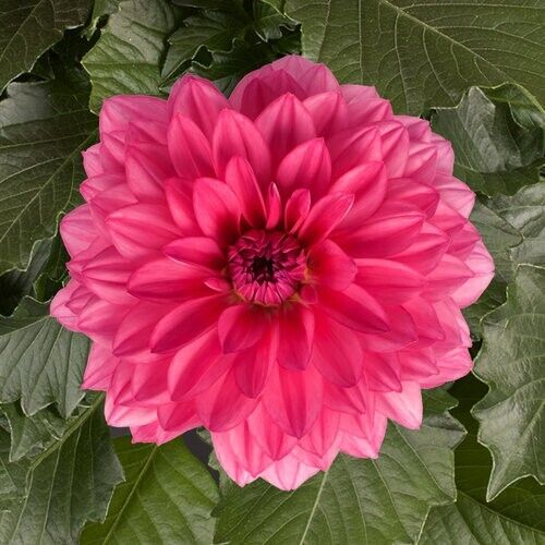 Green River Grande Mendoza Dahlia Perennial Flowers Seeds – 25 Premium Dahlia Flower Seeds for Bouquets, Borders & Pots – Vibrant Summer Blooms with green Foliage – Full Sun Cottage Garden & Pollinator-Friendly Premium Seed Pack