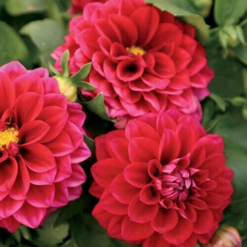 Green River Midi Dahlia Perennial Flowers Seeds – 25 Premium Dahlia Flower Seeds for Bouquets, Borders & Pots – Vibrant Summer Blooms with green Foliage – Full Sun Cottage Garden & Pollinator-Friendly Premium Seed Pack