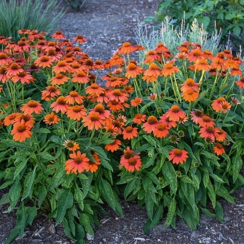 Green River 50 Adobe Orange Coneflower Seeds - Drought-Tolerant Decor Seeds for Pollinator Gardens, Perennial Blooms, Ideal for Summer Conditions