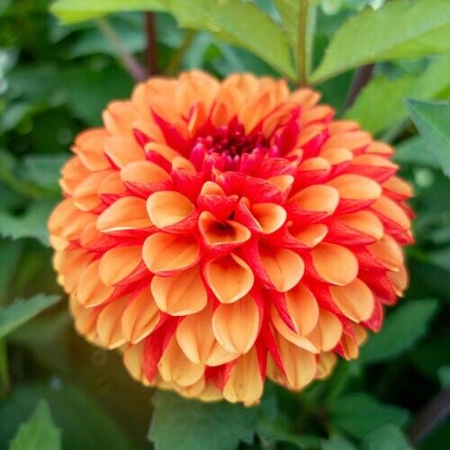 Green River American Sunset Dahlia Perennial Flowers Seeds – 25 Premium Dahlia Flower Seeds for Bouquets, Borders & Pots – Vibrant Summer Blooms with green Foliage – Full Sun Cottage Garden & Pollinator-Friendly Premium Seed Pack