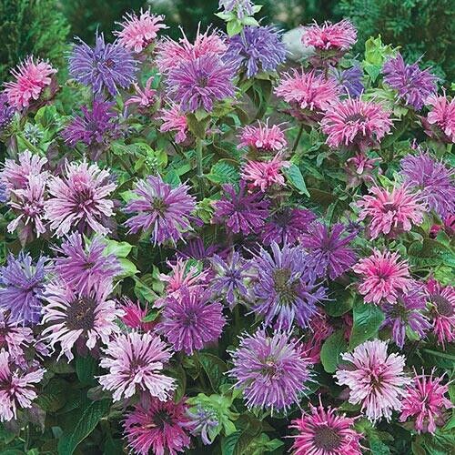Green River 100 Blue Shades Bee Balm Seeds Premium Perennial Flower Seeds for Pollinator Gardens & Cut Flowers Drought-Tolerant Deer Resistant Fragrant Purple Blooms Ideal for Outdoor Gardening Containers & Wildlife Habitats