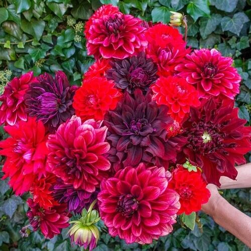Green River Stark Raving Red Dahlia Perennial Flowers Seeds – 25 Premium Dahlia Flower Seeds for Bouquets, Borders & Pots – Vibrant Summer Blooms with green Foliage – Full Sun Cottage Garden & Pollinator-Friendly Premium Seed Pack
