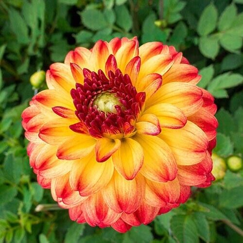 Green River Kasagi Dahlia Perennial Flowers Seeds – 25 Premium Dahlia Flower Seeds for Bouquets, Borders & Pots – Vibrant Summer Blooms with green Foliage – Full Sun Cottage Garden & Pollinator-Friendly Premium Seed Pack