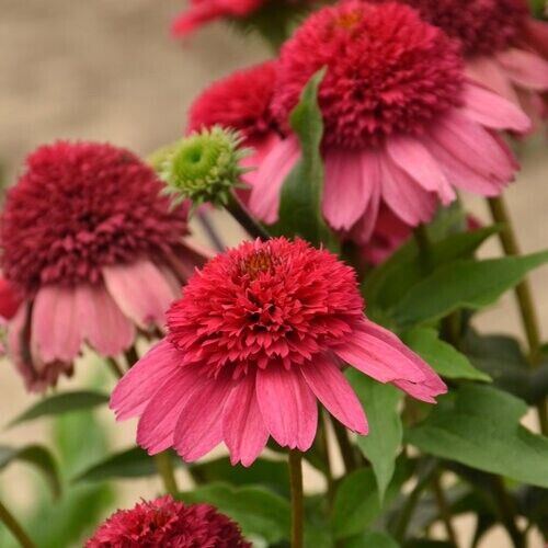 Green River 50 Watermelon Sugar Coneflower Seeds - Drought-Tolerant Decor Seeds for Pollinator Gardens, Perennial Blooms, Ideal for Summer Conditions