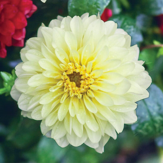 Green River Serenade Dahlia Perennial Flowers Seeds – 25 Premium Dahlia Flower Seeds for Bouquets, Borders & Pots – Vibrant Summer Blooms with green Foliage – Full Sun Cottage Garden & Pollinator-Friendly Premium Seed Pack