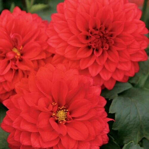 Green River Grande Topia Dahlia Perennial Flowers Seeds – 25 Premium Dahlia Flower Seeds for Bouquets, Borders & Pots – Vibrant Summer Blooms with green Foliage – Full Sun Cottage Garden & Pollinator-Friendly Premium Seed Pack