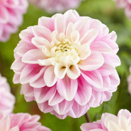 Green River Fluffles Dahlia Perennial Flowers Seeds – 25 Premium Dahlia Flower Seeds for Bouquets, Borders & Pots – Vibrant Summer Blooms with green Foliage – Full Sun Cottage Garden & Pollinator-Friendly Premium Seed Pack