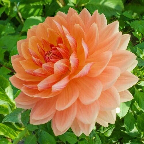 Green River Rancho Dahlia Perennial Flowers Seeds – 25 Premium Dahlia Flower Seeds for Bouquets, Borders & Pots – Vibrant Summer Blooms with green Foliage – Full Sun Cottage Garden & Pollinator-Friendly Premium Seed Pack