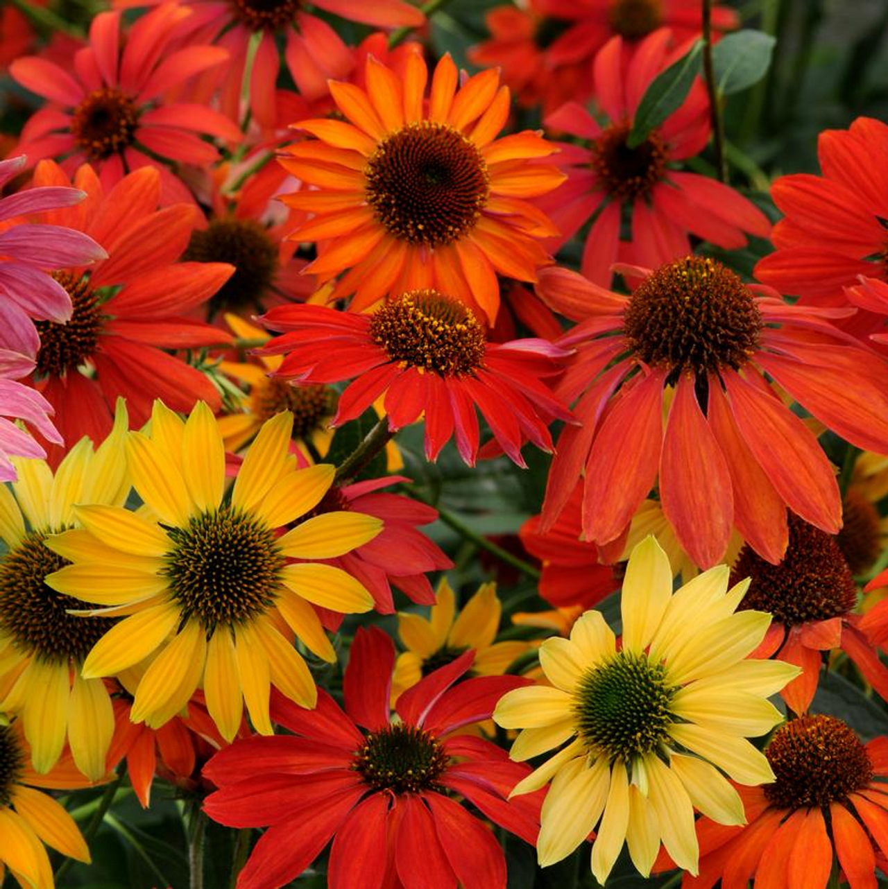 Green River 50 Cheyene Spirit Coneflower Seeds - Drought-Tolerant Decor Seeds for Pollinator Gardens, Perennial Blooms, Ideal for Summer Conditions