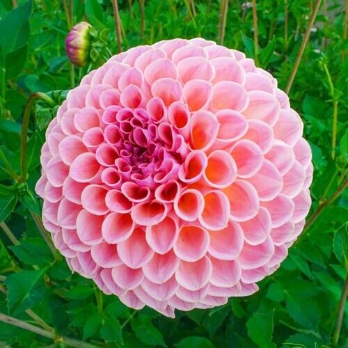 Green River Winnie Dahlia Perennial Flowers Seeds – 25 Premium Dahlia Flower Seeds for Bouquets, Borders & Pots – Vibrant Summer Blooms with green Foliage – Full Sun Cottage Garden & Pollinator-Friendly Premium Seed Pack