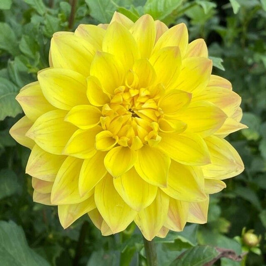 Green River American Sun Dahlia Perennial Flowers Seeds – 25 Premium Dahlia Flower Seeds for Bouquets, Borders & Pots – Vibrant Summer Blooms with green Foliage – Full Sun Cottage Garden & Pollinator-Friendly Premium Seed Pack