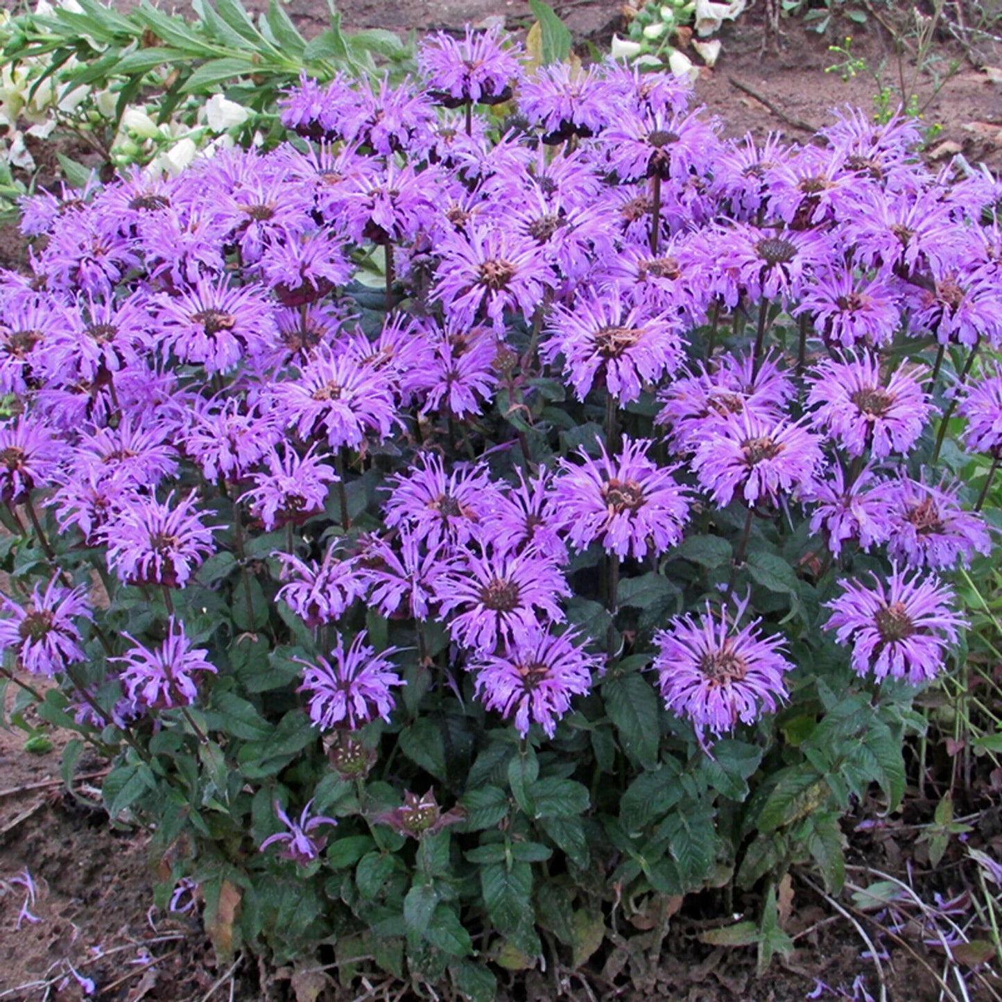 Green River 100 Sugar Buzz Bee Balm Seeds Premium Perennial Flower Seeds for Pollinator Gardens & Cut Flowers Drought-Tolerant Deer Resistant Fragrant Purple Blooms Ideal for Outdoor Gardening Containers & Wildlife Habitats