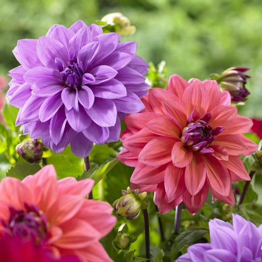 Green River Blue Bell Dahlia Perennial Flowers Seeds – 25 Premium Dahlia Flower Seeds for Bouquets, Borders & Pots – Vibrant Summer Blooms with green Foliage – Full Sun Cottage Garden & Pollinator-Friendly Premium Seed Pack