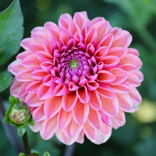 Green River Daisy Duke Dahlia Perennial Flowers Seeds – 25 Premium Dahlia Flower Seeds for Bouquets, Borders & Pots – Vibrant Summer Blooms with green Foliage – Full Sun Cottage Garden & Pollinator-Friendly Premium Seed Pack