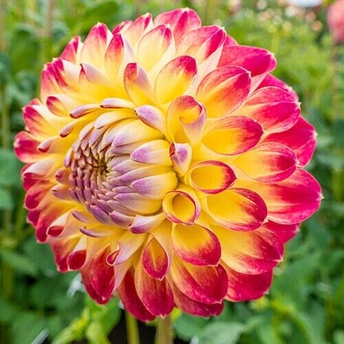 Green River Jowey Arendal Dahlia Perennial Flowers Seeds – 25 Premium Dahlia Flower Seeds for Bouquets, Borders & Pots – Vibrant Summer Blooms with green Foliage – Full Sun Cottage Garden & Pollinator-Friendly Premium Seed Pack