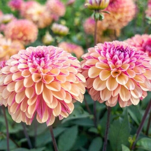 Green River Palmares Dahlia Perennial Flowers Seeds – 25 Premium Dahlia Flower Seeds for Bouquets, Borders & Pots – Vibrant Summer Blooms with green Foliage – Full Sun Cottage Garden & Pollinator-Friendly Premium Seed Pack