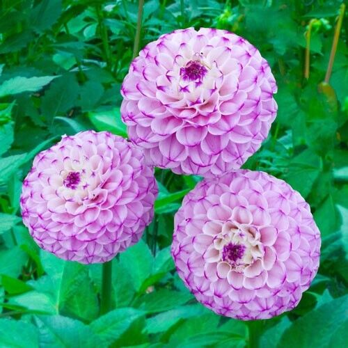 Green River Genova Dahlia Perennial Flowers Seeds – 25 Premium Dahlia Flower Seeds for Bouquets, Borders & Pots – Vibrant Summer Blooms with green Foliage – Full Sun Cottage Garden & Pollinator-Friendly Premium Seed Pack