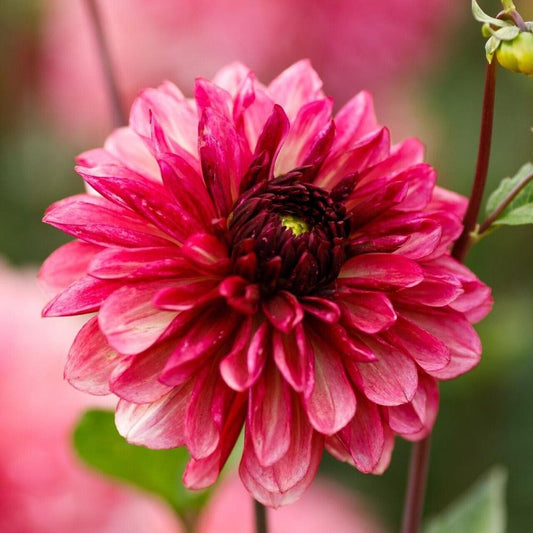 Green River Bacardi Dahlia Perennial Flowers Seeds – 25 Premium Dahlia Flower Seeds for Bouquets, Borders & Pots – Vibrant Summer Blooms with green Foliage – Full Sun Cottage Garden & Pollinator-Friendly Premium Seed Pack