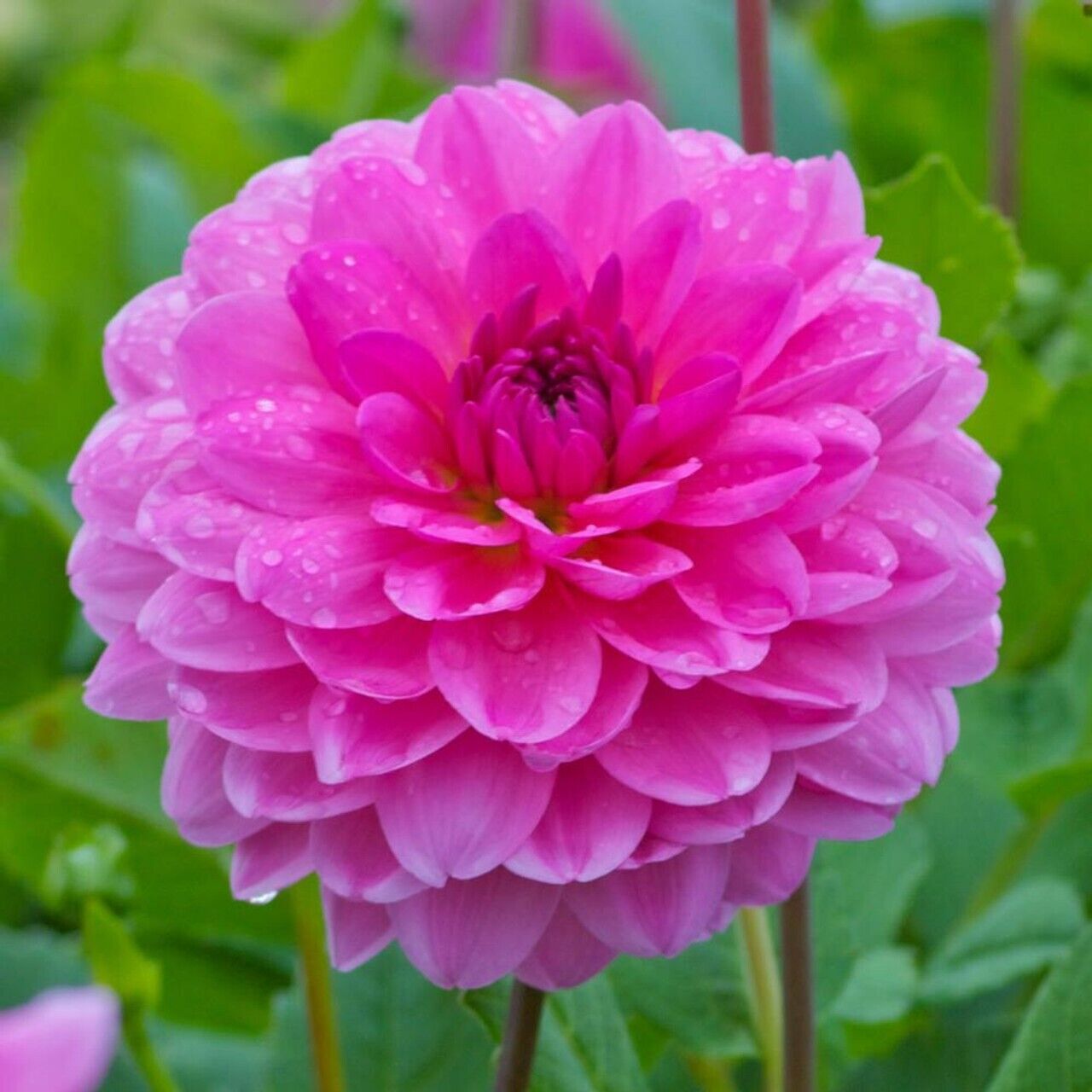rosella plant seeds Green River Rosella Dahlia Perennial Flowers Seeds – 25 Premium Dahlia – Green River Seeds