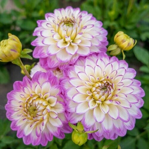 Green River Melody Dixie Dahlia Perennial Flowers Seeds – 25 Premium Dahlia Flower Seeds for Bouquets, Borders & Pots – Vibrant Summer Blooms with green Foliage – Full Sun Cottage Garden & Pollinator-Friendly Premium Seed Pack