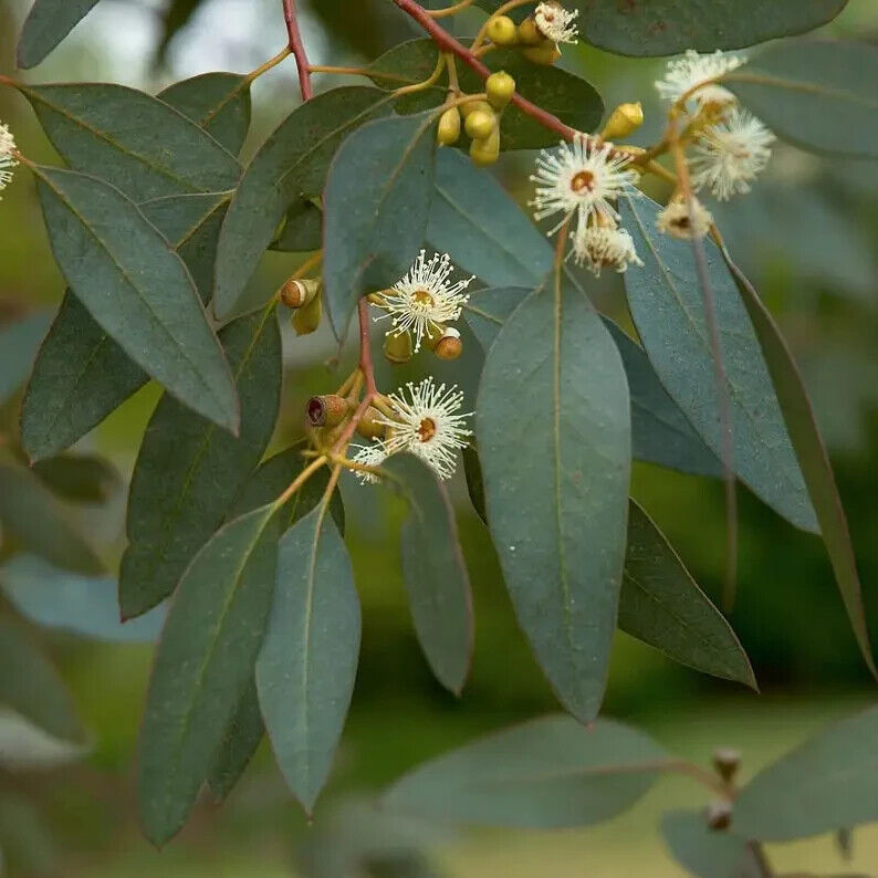 Green River 50 Peppermint Eucalyptus Seeds – Premium Fragrant Seeds for Gardening, Bouquets & Wreaths – Fast-Growing, Drought-Tolerant Ornamental Plant – Ideal for Flower Beds, Containers & Cottage Garden Decor