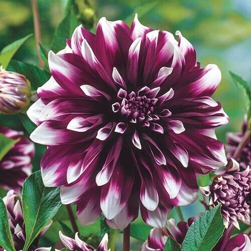 Green River Concentrate Dahlia Perennial Flowers Seeds – 25 Premium Dahlia Flower Seeds for Bouquets, Borders & Pots – Vibrant Summer Blooms with green Foliage – Full Sun Cottage Garden & Pollinator-Friendly Premium Seed Pack