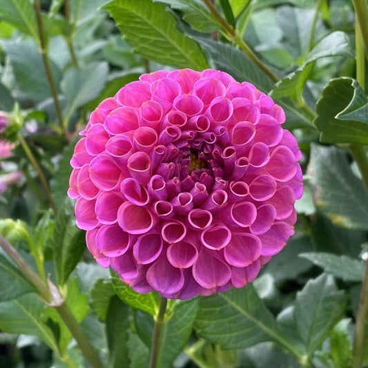 Green River Rocco Dahlia Perennial Flowers Seeds – 25 Premium Dahlia Flower Seeds for Bouquets, Borders & Pots – Vibrant Summer Blooms with green Foliage – Full Sun Cottage Garden & Pollinator-Friendly Premium Seed Pack
