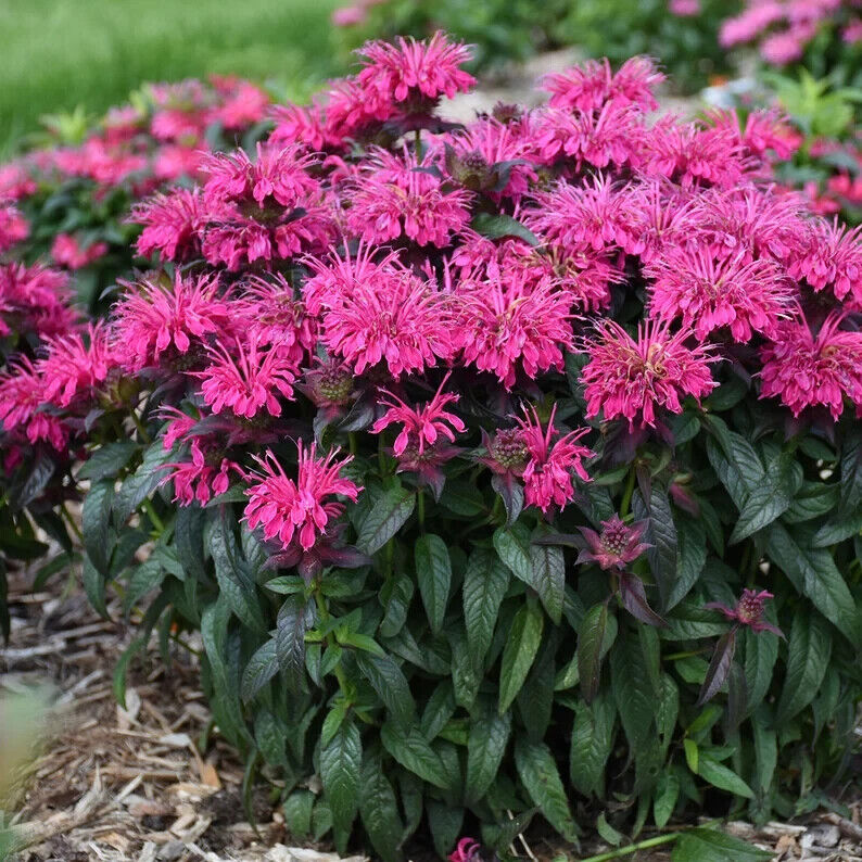 Green River 100 Berry Bee Balm Seeds Premium Perennial Flower Seeds for Pollinator Gardens & Cut Flowers Drought-Tolerant Deer Resistant Fragrant Purple Blooms Ideal for Outdoor Gardening Containers & Wildlife Habitats