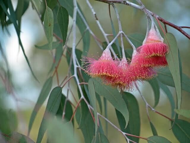 Green River 50 Silver Princess Gum Eucalyptus Seeds – Premium Fragrant Seeds for Gardening, Bouquets & Wreaths – Fast-Growing, Drought-Tolerant Ornamental Plant – Ideal for Flower Beds, Containers & Cottage Garden Decor