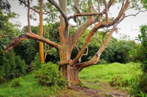 Green River 50 Mixed Gum Eucalyptus Seeds – Premium Fragrant Seeds for Gardening, Bouquets & Wreaths – Fast-Growing, Drought-Tolerant Ornamental Plant – Ideal for Flower Beds, Containers & Cottage Garden Decor