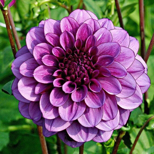 Green River Milano Dahlia Perennial Flowers Seeds – 25 Premium Dahlia Flower Seeds for Bouquets, Borders & Pots – Vibrant Summer Blooms with green Foliage – Full Sun Cottage Garden & Pollinator-Friendly Premium Seed Pack