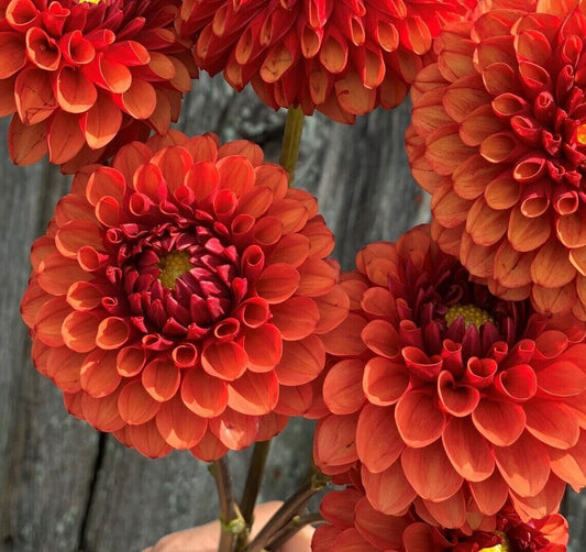Green River Brown Sugar Dahlia Perennial Flowers Seeds – 25 Premium Dahlia Flower Seeds for Bouquets, Borders & Pots – Vibrant Summer Blooms with green Foliage – Full Sun Cottage Garden & Pollinator-Friendly Premium Seed Pack