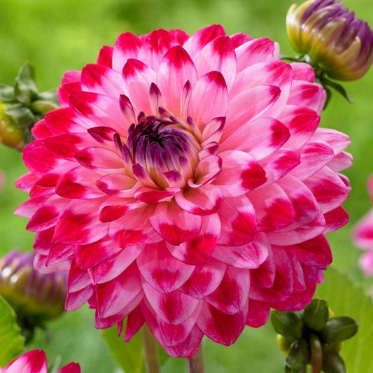 Green River Seniors Dream Dahlia Perennial Flowers Seeds – 25 Premium Dahlia Flower Seeds for Bouquets, Borders & Pots – Vibrant Summer Blooms with green Foliage – Full Sun Cottage Garden & Pollinator-Friendly Premium Seed Pack
