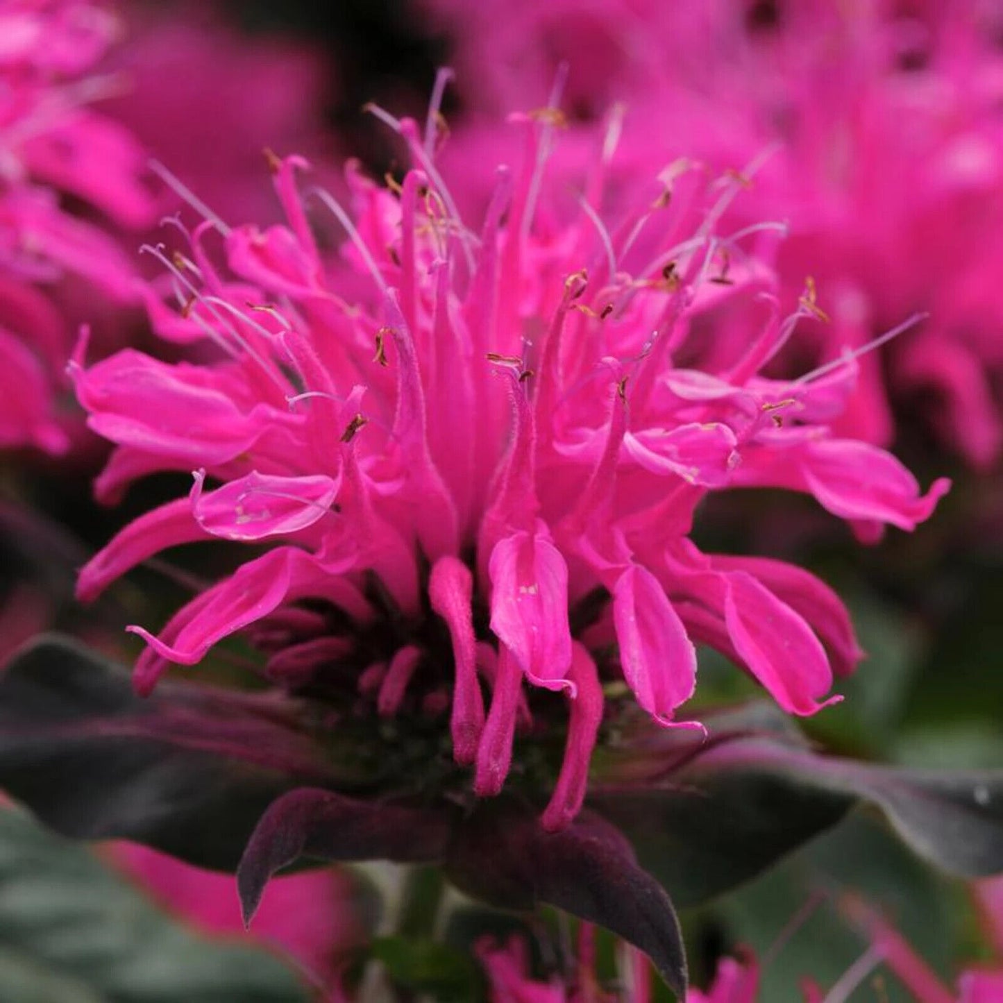 Green River 100 Rose Bee Balm Seeds Premium Perennial Flower Seeds for Pollinator Gardens & Cut Flowers Drought-Tolerant Deer Resistant Fragrant Purple Blooms Ideal for Outdoor Gardening Containers & Wildlife Habitats