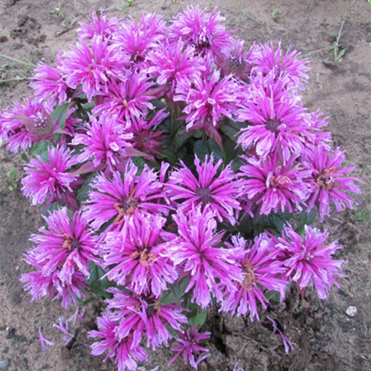 Green River 100 Orchid Bee Balm Seeds Premium Perennial Flower Seeds for Pollinator Gardens & Cut Flowers Drought-Tolerant Deer Resistant Fragrant Purple Blooms Ideal for Outdoor Gardening Containers & Wildlife Habitats