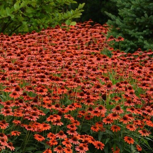 Green River 50 Flamanco Orange Coneflower Seeds - Drought-Tolerant Decor Seeds for Pollinator Gardens, Perennial Blooms, Ideal for Summer Conditions