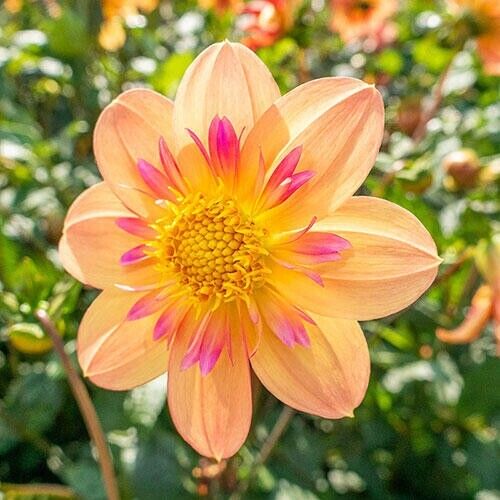 Green River Kelsey Ann Dahlia Perennial Flowers Seeds – 25 Premium Dahlia Flower Seeds for Bouquets, Borders & Pots – Vibrant Summer Blooms with green Foliage – Full Sun Cottage Garden & Pollinator-Friendly Premium Seed Pack