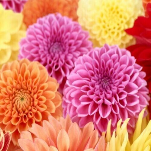 Green River Spring Mix Dahlia Perennial Flowers Seeds – 25 Premium Dahlia Flower Seeds for Bouquets, Borders & Pots – Vibrant Summer Blooms with green Foliage – Full Sun Cottage Garden & Pollinator-Friendly Premium Seed Pack