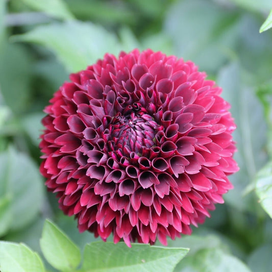 Green River Mirella Dahlia Perennial Flowers Seeds – 25 Premium Dahlia Flower Seeds for Bouquets, Borders & Pots – Vibrant Summer Blooms with green Foliage – Full Sun Cottage Garden & Pollinator-Friendly Premium Seed Pack