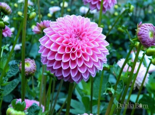 Green River Sabrina Dahlia Perennial Flowers Seeds – 25 Premium Dahlia Flower Seeds for Bouquets, Borders & Pots – Vibrant Summer Blooms with green Foliage – Full Sun Cottage Garden & Pollinator-Friendly Premium Seed Pack