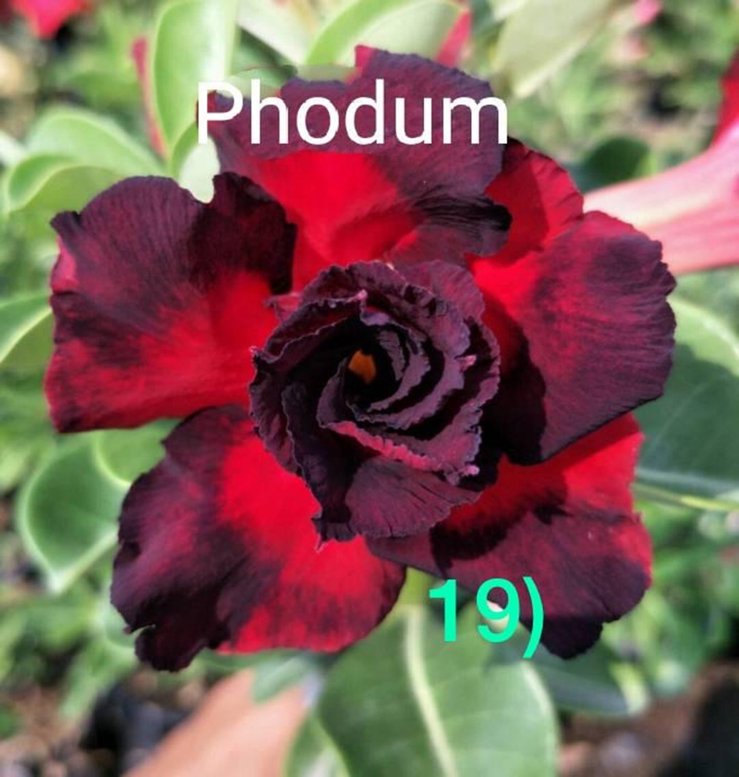 Green River 4 Phodum Desert Rose Seeds - Premium Exotic Succulent Flower Seeds for Indoor Pots Bonsai & Tropical Decor Drought-Tolerant, Easy to Grow Unique Trunk, Premium Seed Pack for Collectors