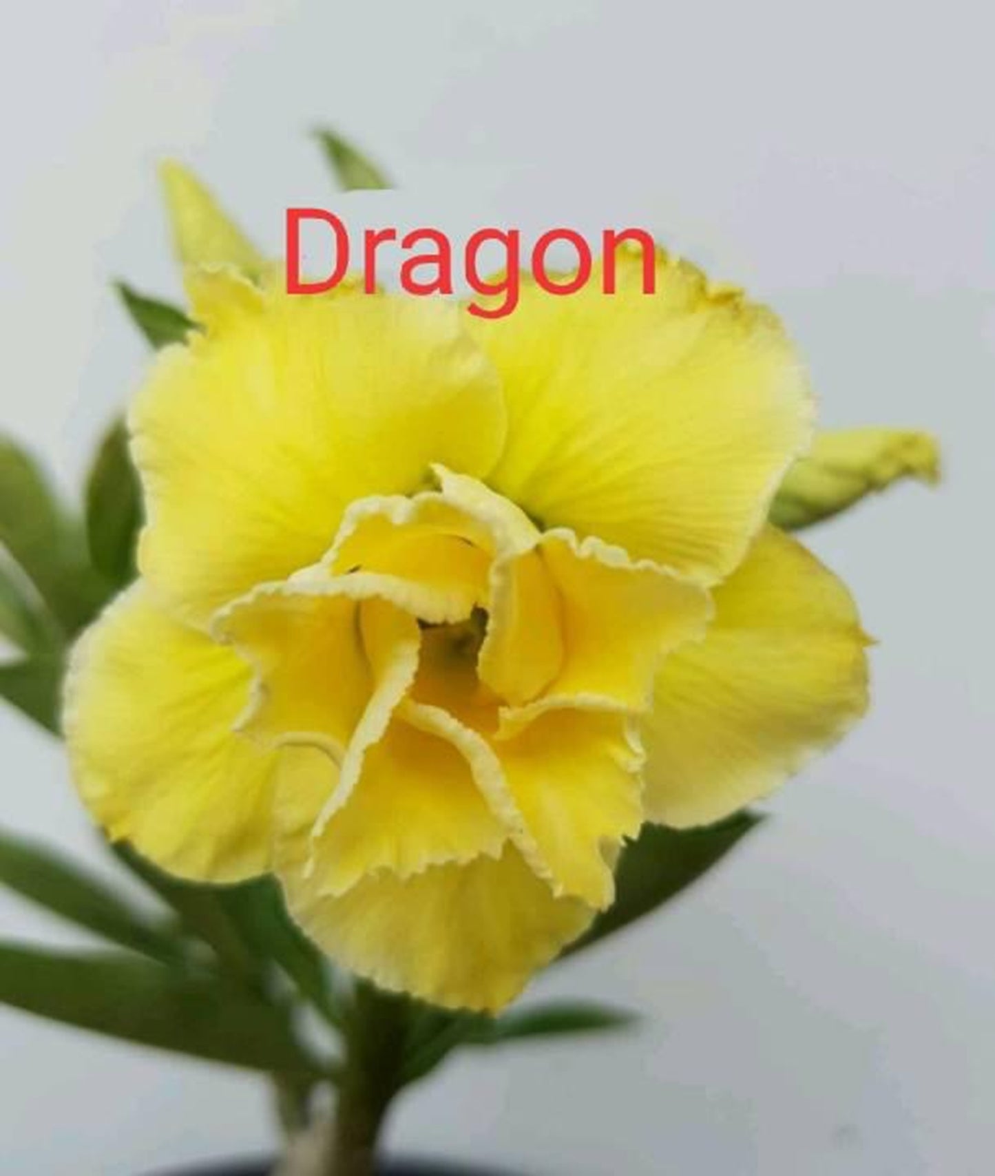 Green River 4 Dragon Desert Rose Seeds - Premium Exotic Succulent Flower Seeds for Indoor Pots Bonsai & Tropical Decor Drought-Tolerant, Easy to Grow Unique Trunk, Premium Seed Pack for Collectors