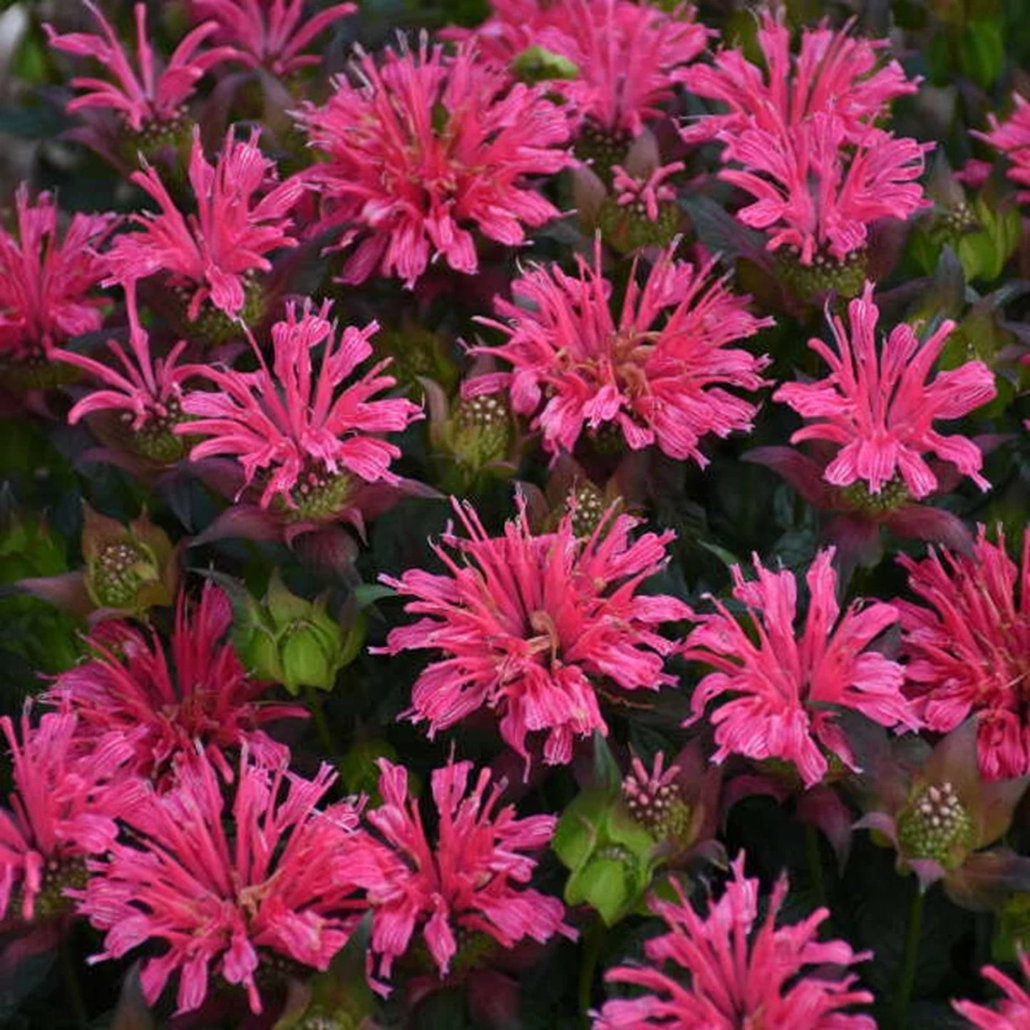 Green River 100 Pardon My Rose Bee Balm Seeds Premium Perennial Flower Seeds for Pollinator Gardens & Cut Flowers Drought-Tolerant Deer Resistant Fragrant Purple Blooms Ideal for Outdoor Gardening Containers & Wildlife Habitats