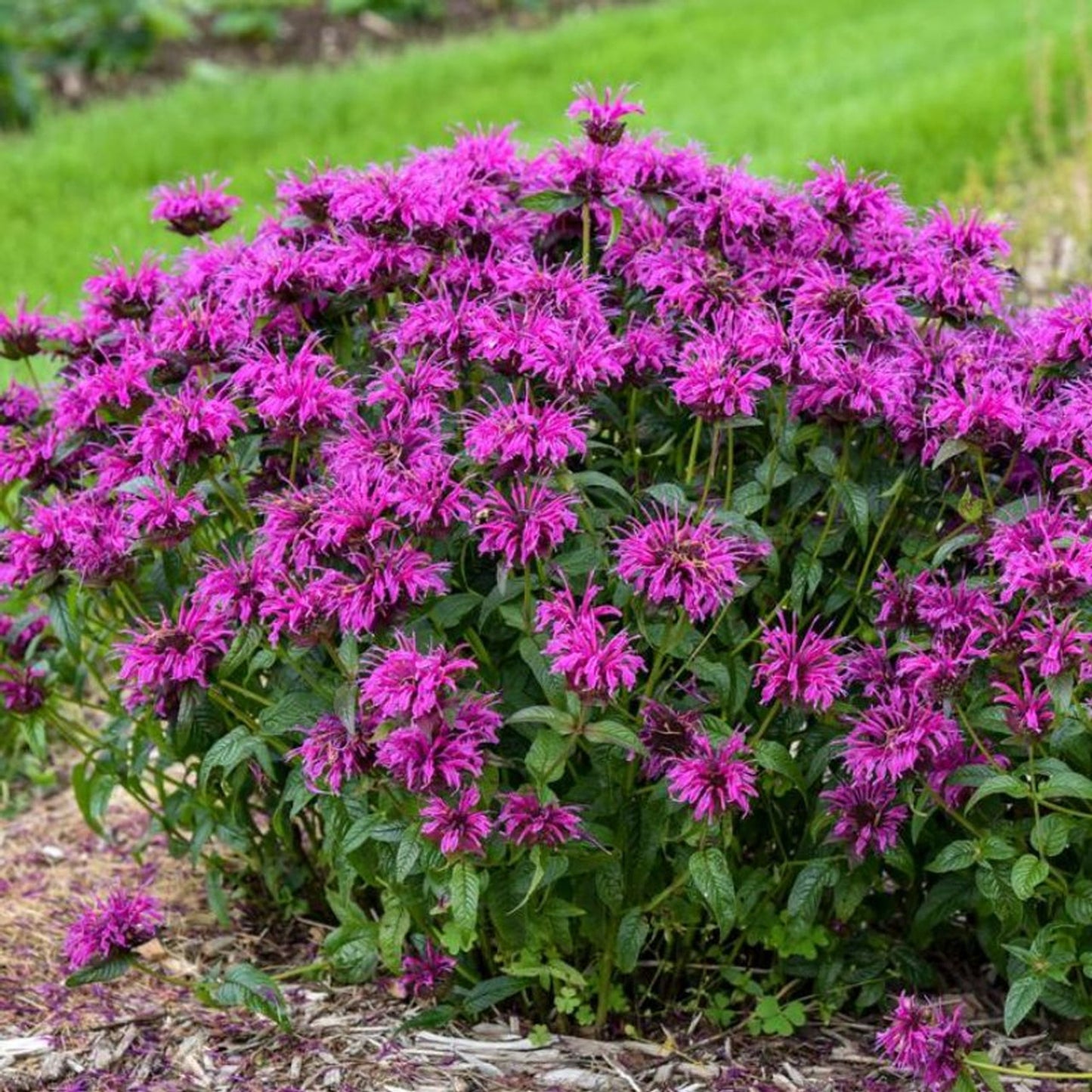 Green River 100 Electric Neon Purple Bee Balm Seeds Premium Perennial Flower Seeds for Pollinator Gardens & Cut Flowers Drought-Tolerant Deer Resistant Fragrant Purple Blooms Ideal for Outdoor Gardening Containers & Wildlife Habitats
