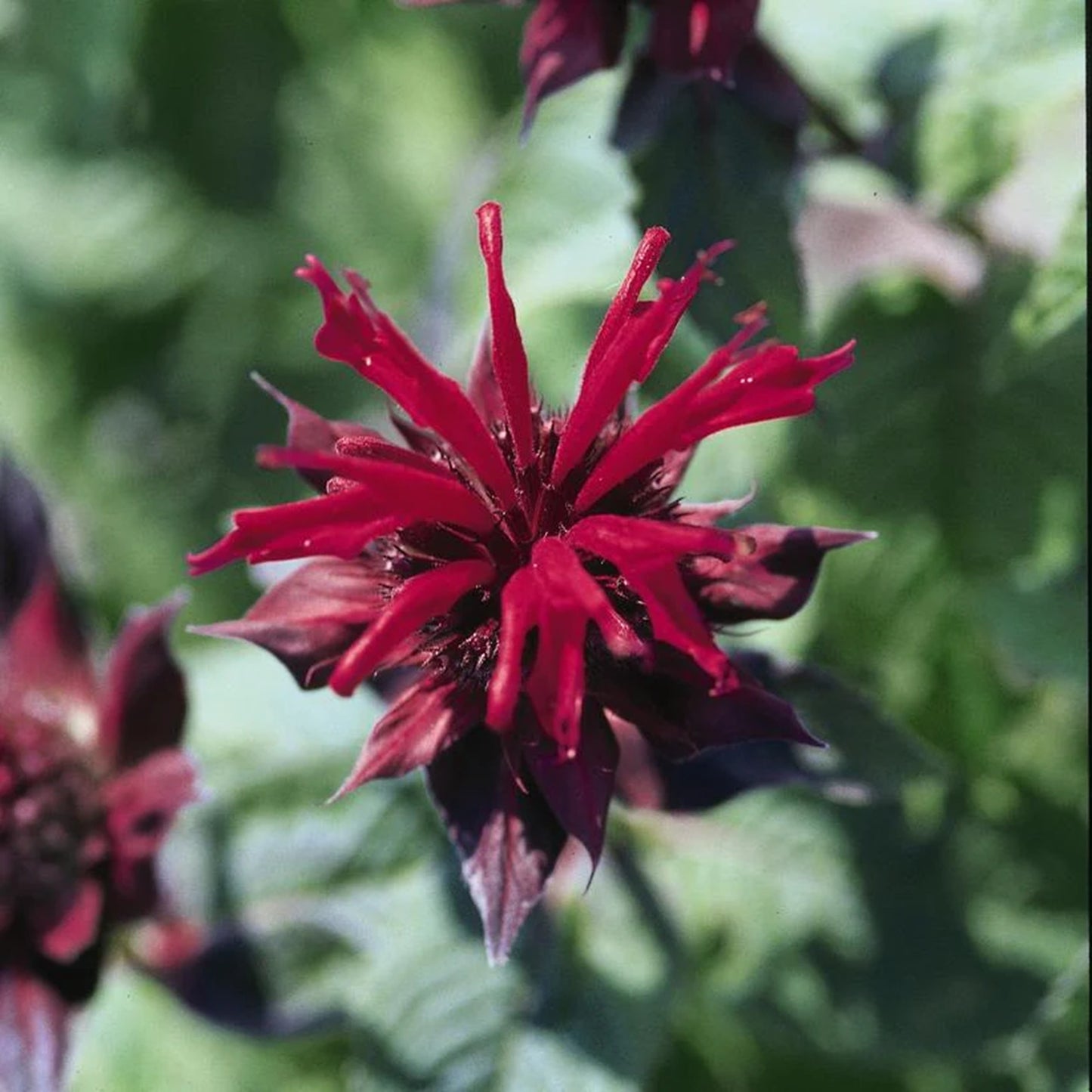 Green River 100 Raspberry Wine Bee Balm Seeds Premium Perennial Flower Seeds for Pollinator Gardens & Cut Flowers Drought-Tolerant Deer Resistant Fragrant Purple Blooms Ideal for Outdoor Gardening Containers & Wildlife Habitats