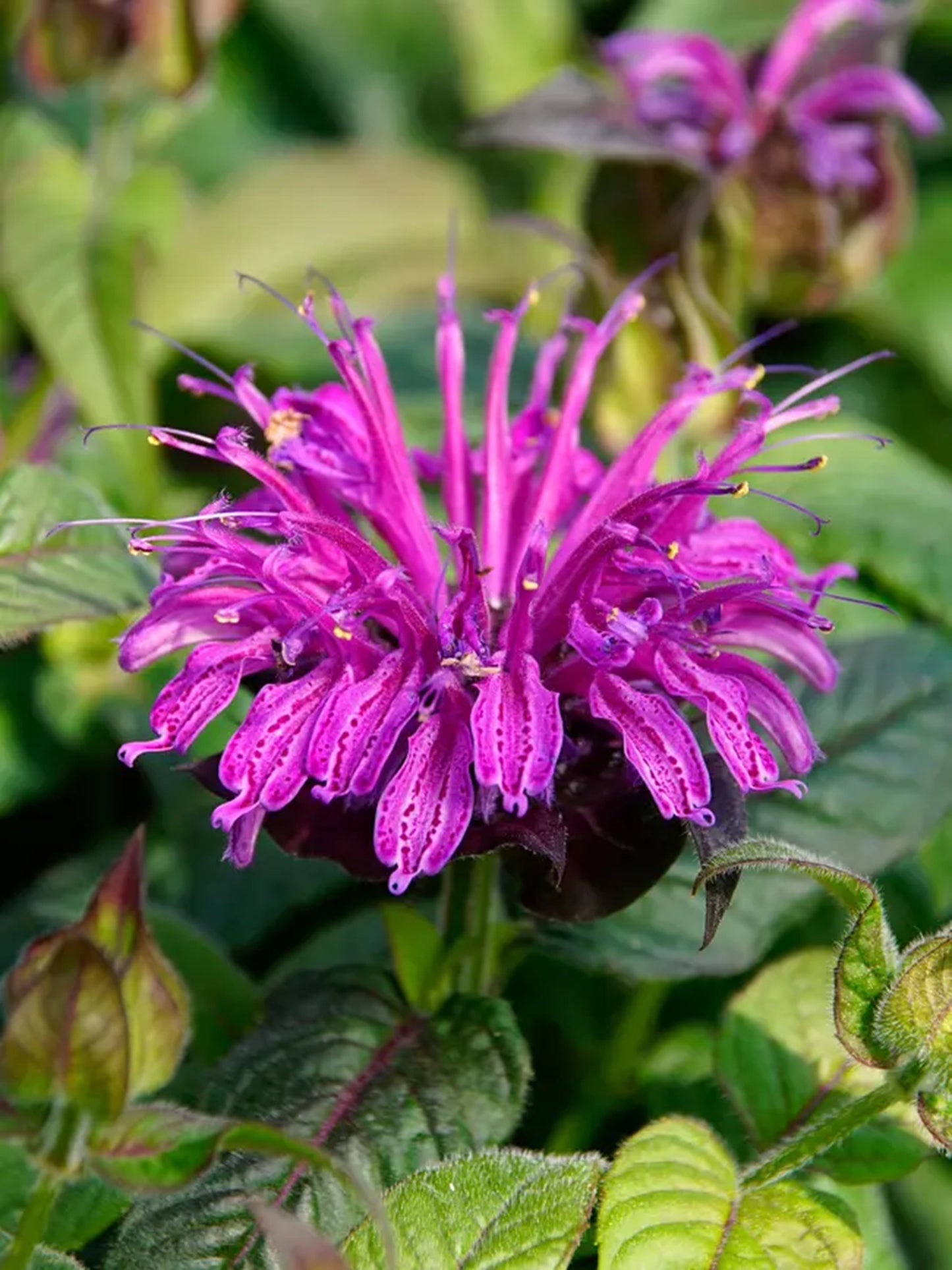 Green River 100 Plum Bee Balm Seeds Premium Perennial Flower Seeds for Pollinator Gardens & Cut Flowers Drought-Tolerant Deer Resistant Fragrant Purple Blooms Ideal for Outdoor Gardening Containers & Wildlife Habitats