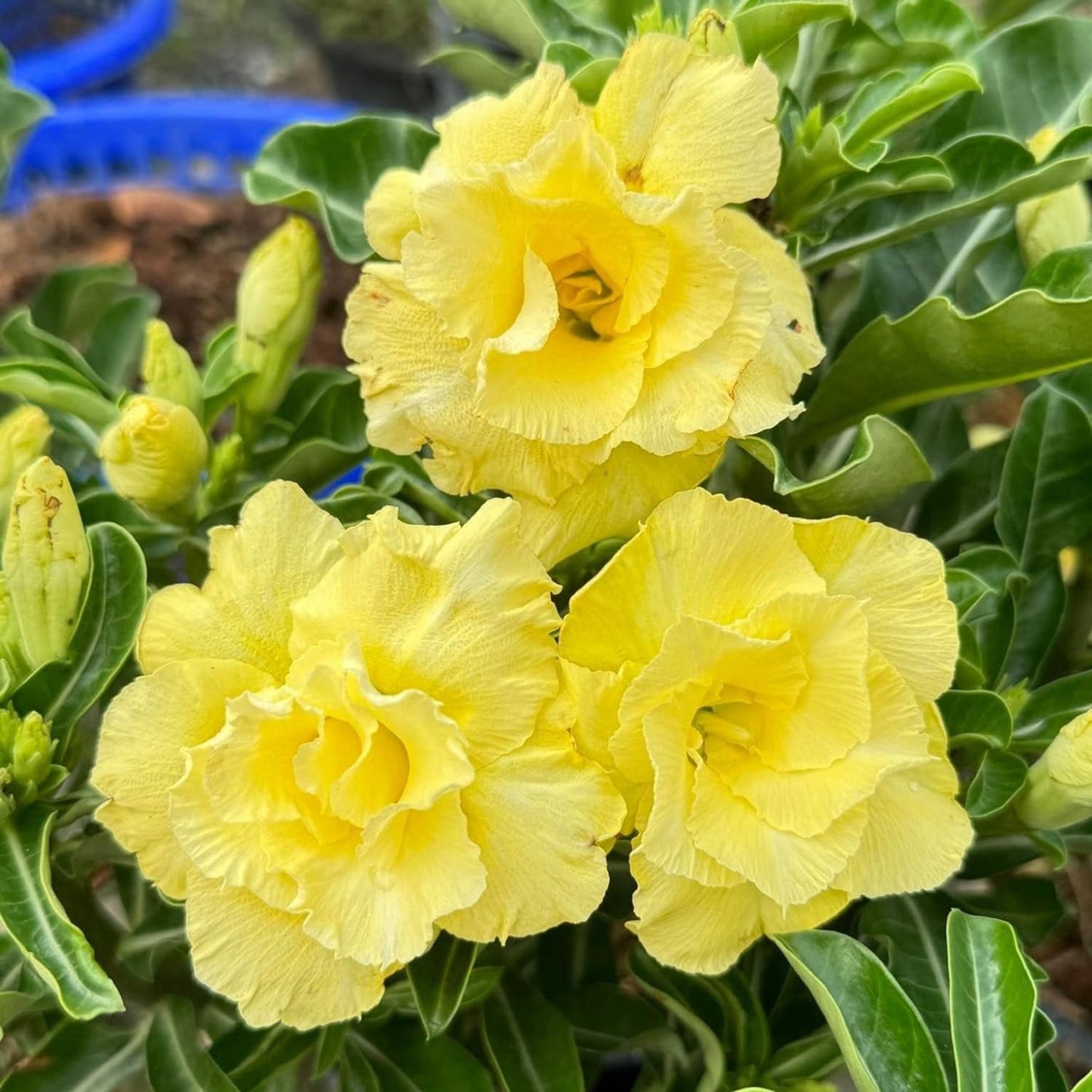Green River 4 Golden Yellow Desert Rose Seeds - Premium Exotic Succulent Flower Seeds for Indoor Pots Bonsai & Tropical Decor Drought-Tolerant, Easy to Grow Unique Trunk, Premium Seed Pack for Collectors