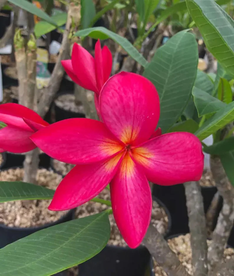 Green River 5 Bright Pink Plumeria Seeds - Flower Seed Pack, Premium Tropical Blooms, Fragrant Perennial Plants for Garden Charm, Ideal for Leis and Containers